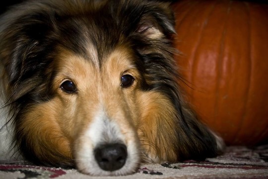 喜樂(lè)蒂犬南瓜