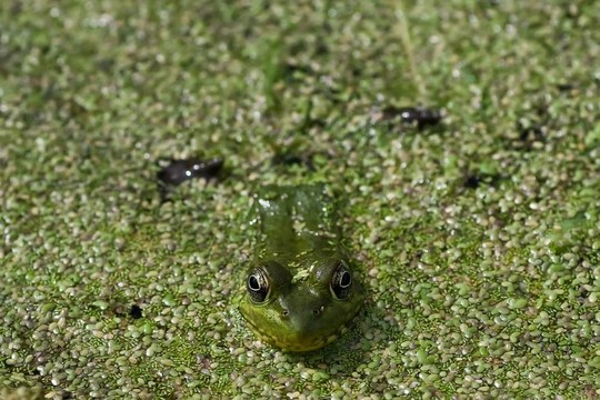 池塘里的綠色青蛙