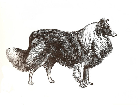 說明牧羊犬
