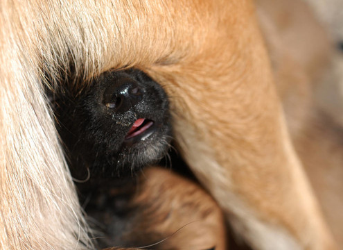 比利時(shí)牧羊犬幼犬
