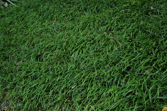 綠色的田野