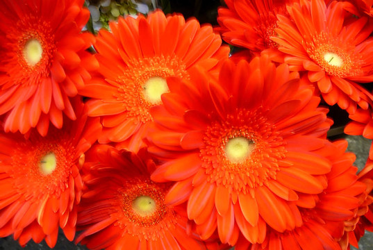Orange Gerber的雛菊
