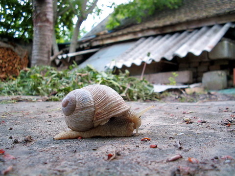 Snailtrail的20的表達(dá)