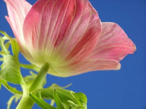 法國銀蓮花