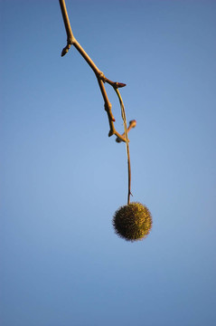 梧桐樹(shù)的果實(shí)
