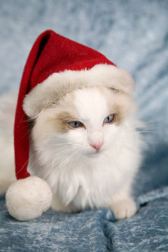 Santa的小貓