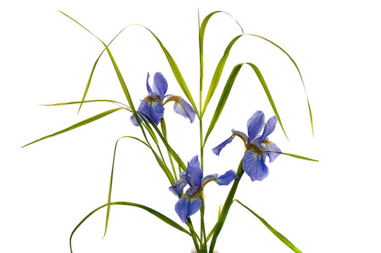藍色鳶尾