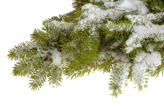 雪的冷杉樹枝
