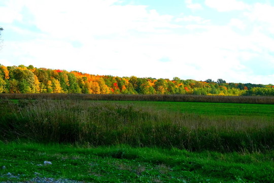 field-167