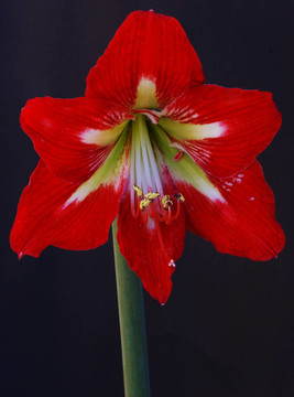 紅hyppeastrum。