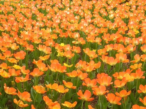 郁金香花圃