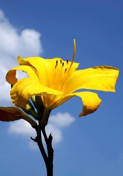 黃花菜