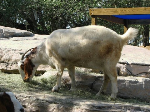 喂養(yǎng)時(shí)間