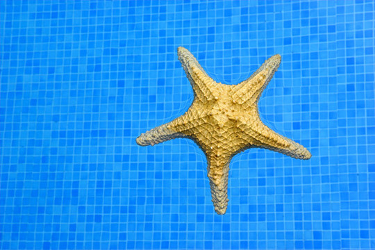 海星