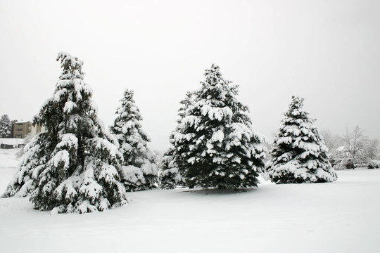 雪樹