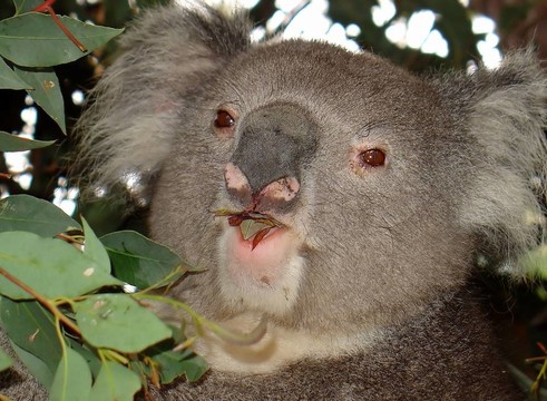 Koala的飲食