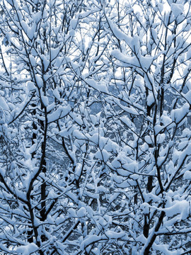 樹枝上的雪