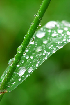 雨點(diǎn)落在草地