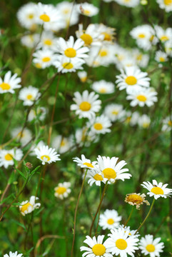 野雛菊