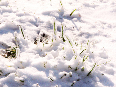 通過積雪草