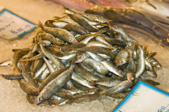 鮮鯡魚