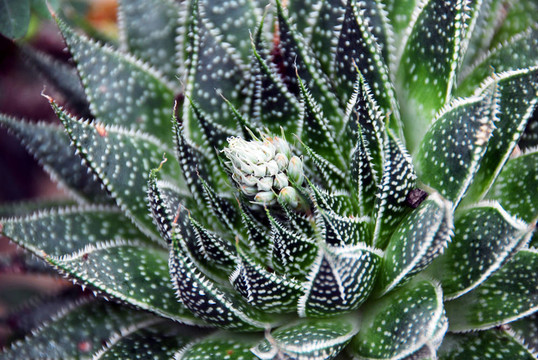 蘆薈的肉質(zhì)植物，White Flowers