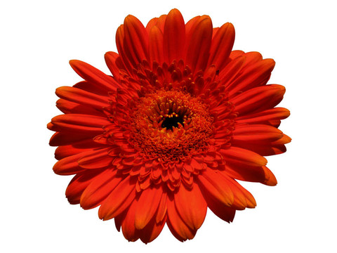 紅色非洲菊雛菊