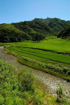 稻田