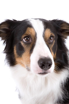 牧羊犬的畫像