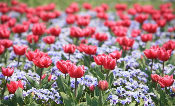 郁金香花園
