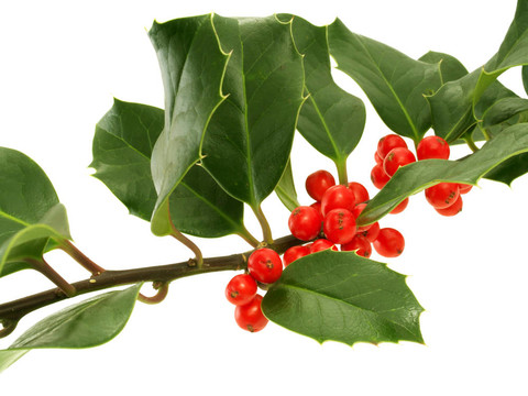 hollybranch