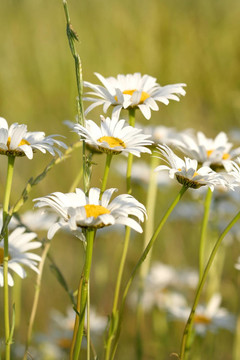 美麗的Daisy Flowers