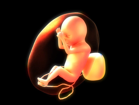 人胎兒