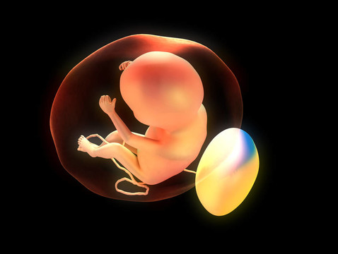 人胎兒