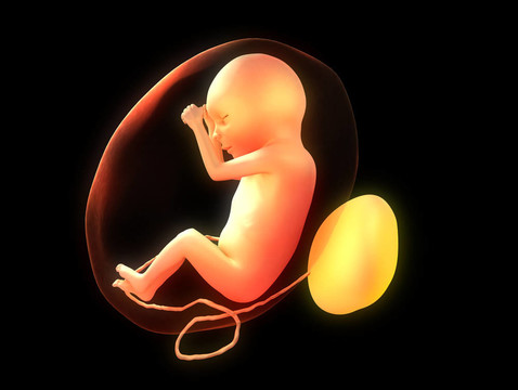 人胎兒