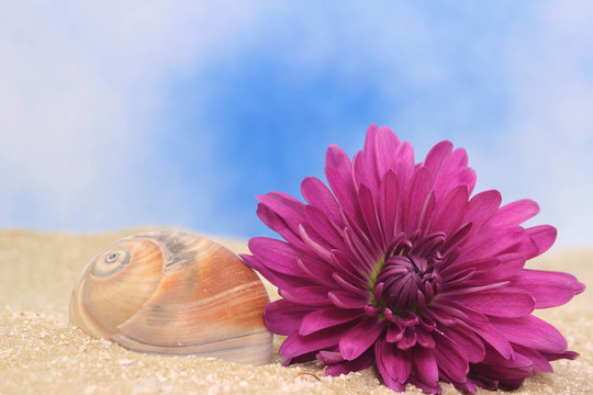 海貝殼與Flower
