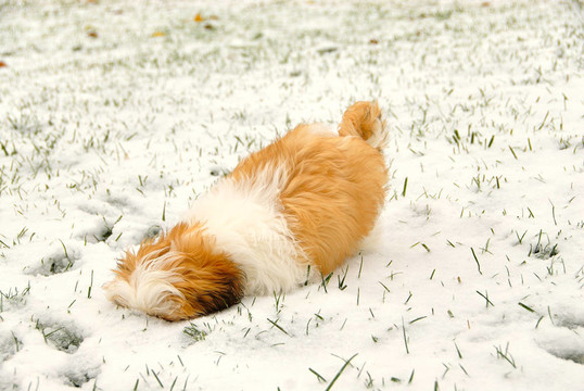 在這雪下的是什么？