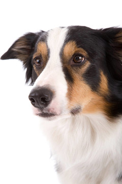 牧羊犬