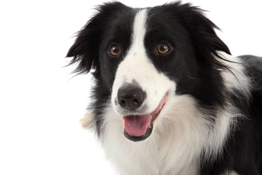 快樂的牧羊犬