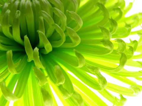 綠色的花