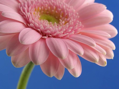 粉色非洲菊