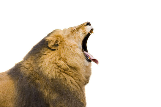 獅子打哈欠