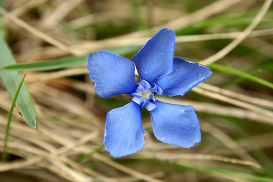 山上的花