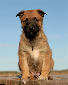 小狗馬里努阿犬