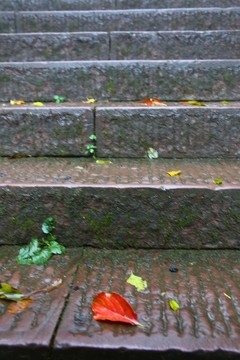 石階上的紅葉