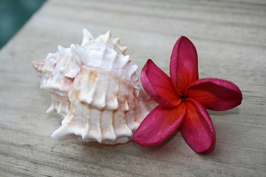 雞蛋花
