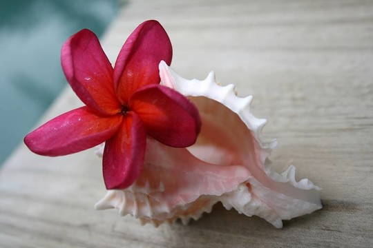 雞蛋花