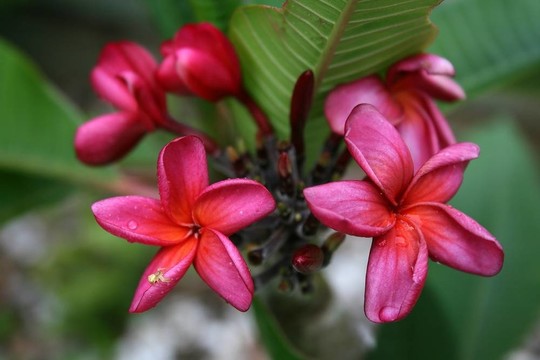 粉紅色的雞蛋花