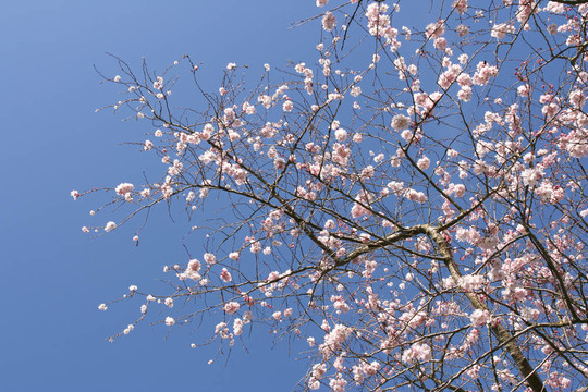 樹在開花