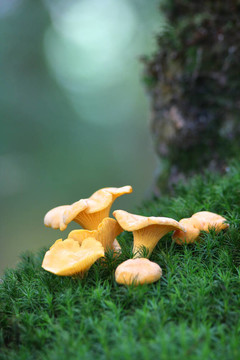 在苔蘚上Chanterelles